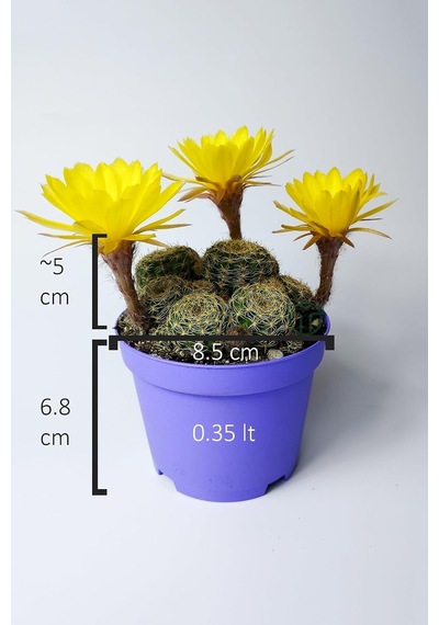 Lobivia Arachnacantha Kolay Bakım Kaktüs 8.5 Cm Saksıda