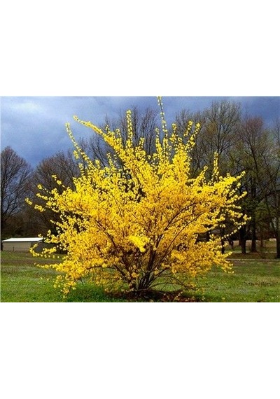 2 Adet Altın Çanak Fidanı Cercidiphyllum Japonicum ,