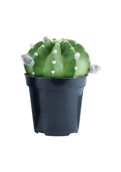 Serada Decor Plant Echinopsis Subdenudata Kaktüs