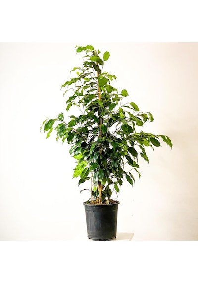Ficus Benjamin Gold Bitkisi