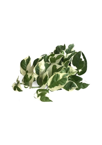 Epipremnum Aureum 'N Joy' (Salon Sarmaşığı) Ø12 CM Y15-20 CM