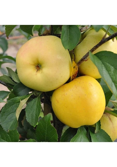 Tüplü Aşılı Aromatik Verimli Yarıbodur Golden Elma Fidanı