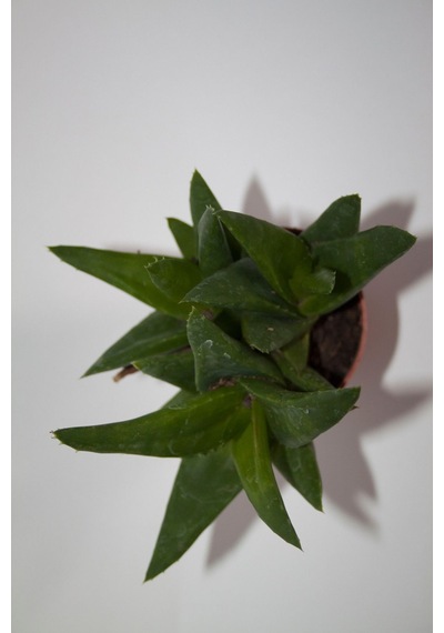 Haworthia Pentagona Sukulent Tekli 5,5 Cm Saksıda