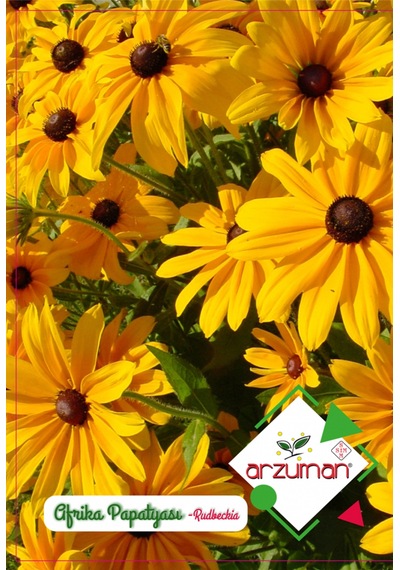 Arzuman Afrika Papatyası Tohumu Rudbeckia 100 Adet