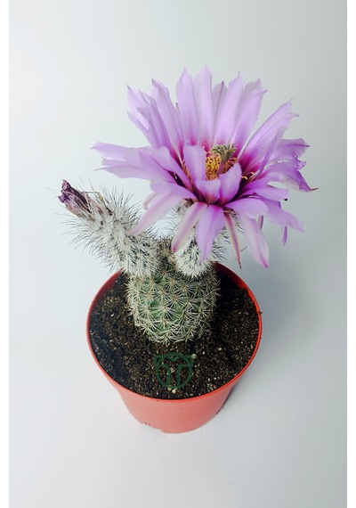 Echinocereus Pectinatus Dekoratif Ve Dayanıklı Kaktüs Çicekli