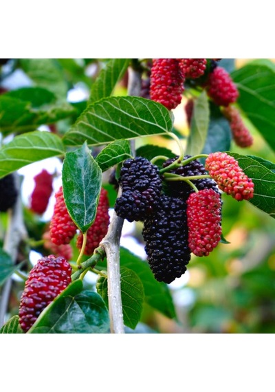 Siyah Bodur Dut Fidanı Mojo Berry 1-2 Yaş Tüplü