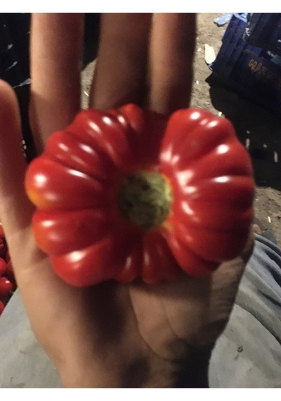 Yerli Köy Domatesi Tohumu