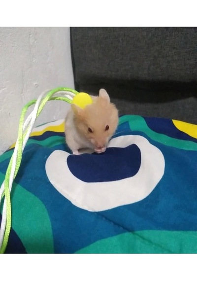 Ozzipetshop Gonzales Hamster Gezdirme Ve Dolaştırma Tasması Patentli Tasarım