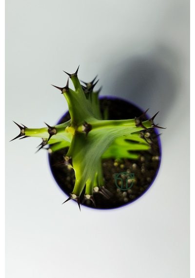 Euphorbia Kaktüs Süt Ağacı Kolay Bakım 1 Adet