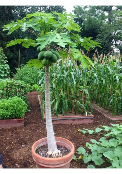 Ithal Bodur Saksılık Papaya Ağacı Tohumu Ekim Seti