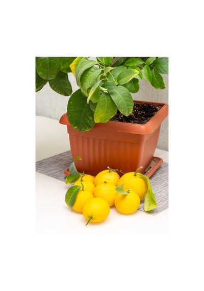 Videolu Bol Sulu Yediveren Limon 80 100 Cm 1 Adet Saksılı/ Tüplü Citrus Limon
