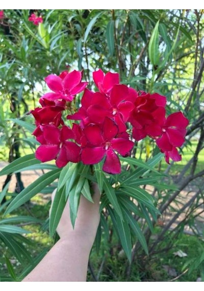 Zakkum Çiçegi Fidanı Kırmızı Renk 60 100 Cm Tüplü Dış Mekan Red Oleander