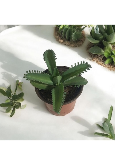 Aşkın Gözyaşı Çiçeği - Kalanchoe Daigremontiana Saksılı Bitki
