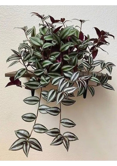 Videolu Alacalı Telgraf Çiçeği 1 Adet Saksılı/ Tüplü15-30cm Ofis Ev Bitkisi Tradescantia Zebrina
