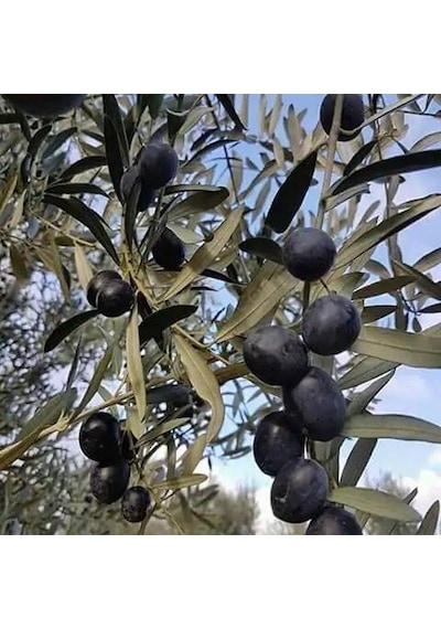 Fidan & Peyzaj - Gemlik Zeytin Fidanı 4 Yaş