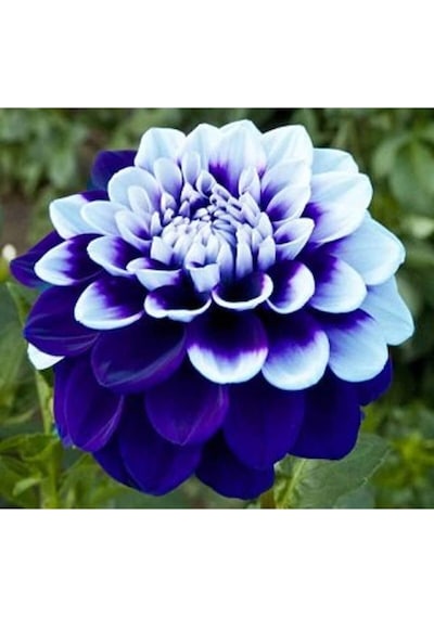 10 Adet Karışık Dahlia Çicek Tohumu 10 Adet Hediye Karışık Renk Gül Tohumu