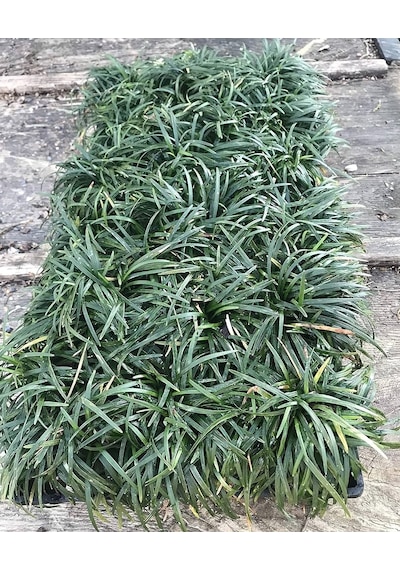 Osmanlı Çimi - Ophiopogon Japonicus - 100 Adet