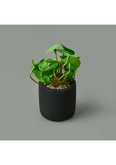 Mini Pot Soft Yaprak Saksılı Çiçek - Asorti - 8x6x6 Cm Çok Renkli