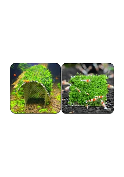Tele Sarılı Willow Moss 10x10 Cm Harika Dekor Yeni Sarım