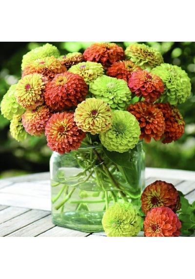 10 Adet Zinnia Elegans Tohumu