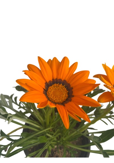 Gazanya Çiçeği/ Gazania Rigens Saksılı 30-50cm 2 Adet Çiçeksiz