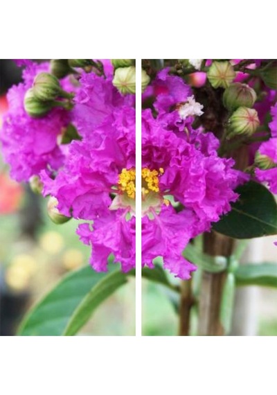 Videolu Mor Renk Oya Ağacı Fidanı 40-65 Cm Saksılı Dış Mekan Ağaçları Purple Lagerstroemia