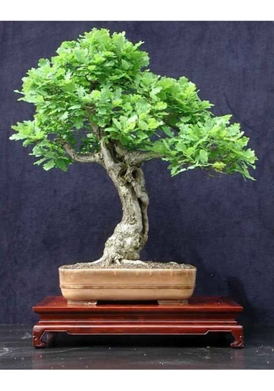 Bodur Bonsai Meşe Ağacı Tohumu Bonsai Tohumu 3 Adet Tohum