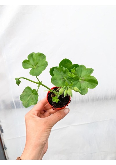 Mini Saksıda Sakız Sardunya Fidesi Karışık Renk 1 Adet 10-15cm Balkon Teras Bitkisi