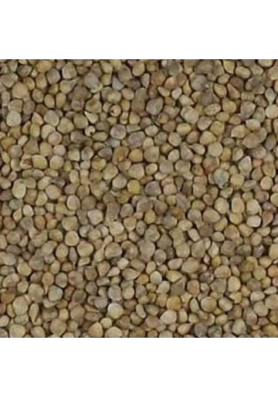 Aktar Store Ispanak Tohumu 1 Kg