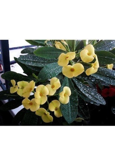 Sarı Dikenler Tacı Çiçeği Fidanı 1 Adet Saksılı 20-40cm Iç Mekan Bitkisi Kaktüs Euphorbia
