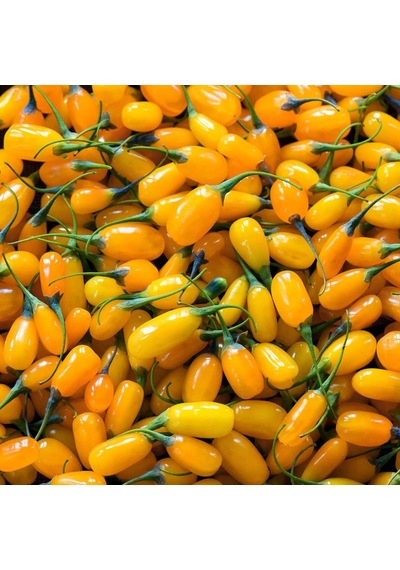 Amber Sweet ALuni Sarı Goji Berry Fidanı