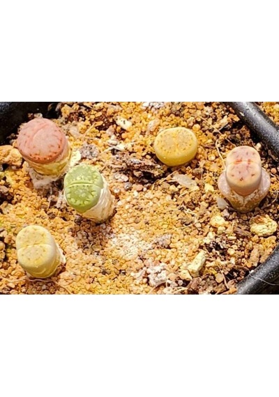 20 Adet Lithops Mix Tohumu