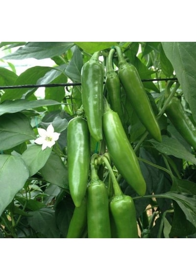Jalapeno Verypainful Acı Biber Fidesi 5 Adet