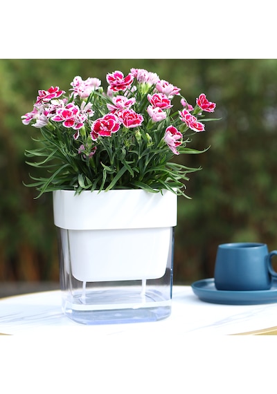Kendinden Sulamalı Şeffaf Hazneli Kare Akıllı Saksı 16 X 17.5 X 16 Cm