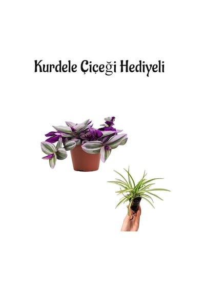 Toz Pembe Telgraf Çiçeği Sevgililer Gününe Özel Kurdele Çiçeği Hediyeli Bitki
