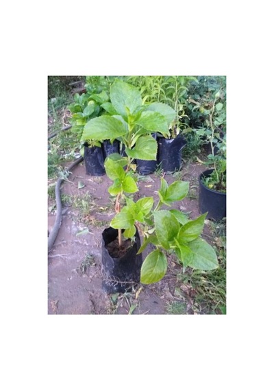 Pamuk Beyaz Ortanca Çiçeği Fidanı 10-20 Cm