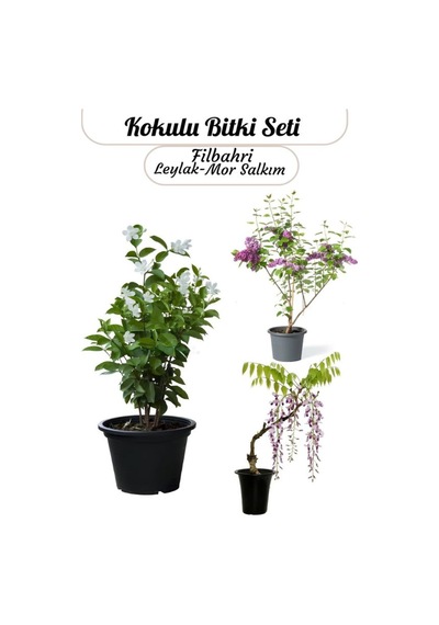 Mis Kokulu Bitki Seti Laylak-mor Salkım-filbahri Çiçeği Bahçe Çiçekleri Saksılı