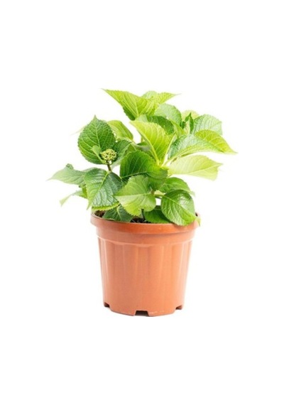 Su Mavisi Ortanca Fidanı Fidesi 10-30 Cm Hydrangea Macrophylla