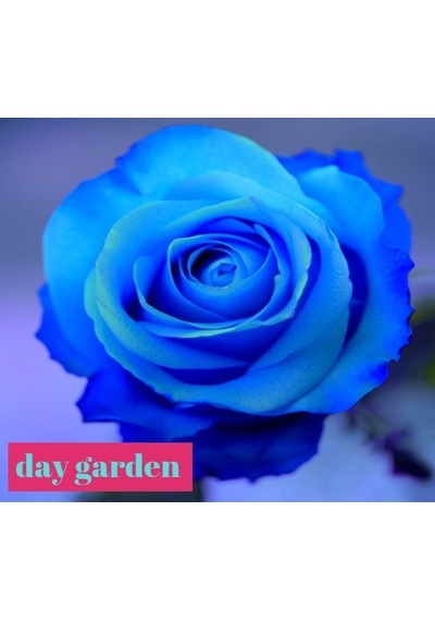 10 Adet Beyaz Gül Tohumu + 10 Adet Sebze Tohumu N114807