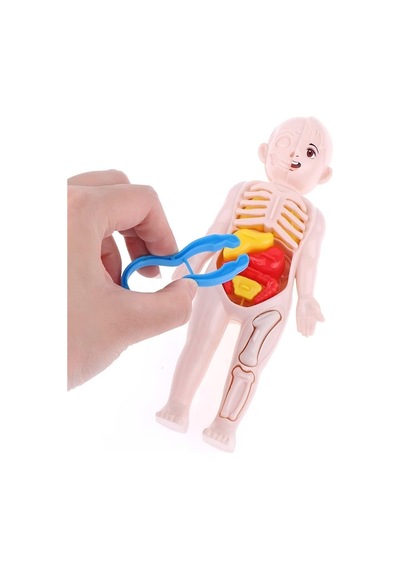 Ayver Insan Vücudu Anatomisi Organ Bulmaca Puzzle Bultak Yapboz Eğitici Ve Öğretici Oyuncak 20 Standart