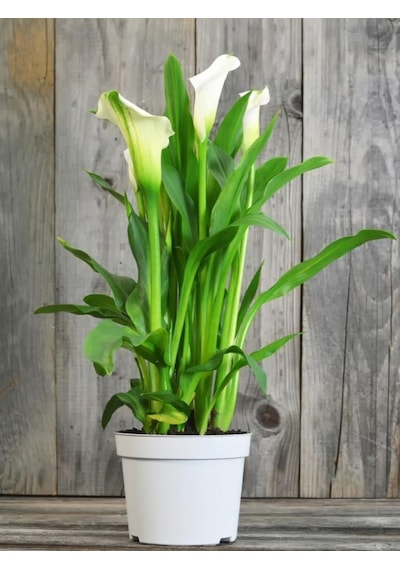 Gala Gelin Çiçeği Calla Lily Beyaz 10-20 Cm