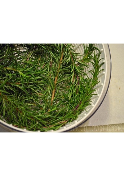 Biberiye Fidanı Rosmanirus Officinalis