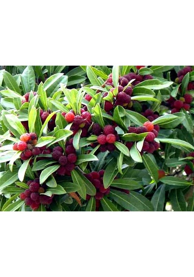 Tropikal Myrica Çin Çileği Tohumu Ekim Seti 2 Tohum +Saksı+Toprak