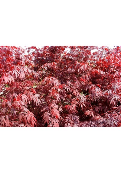 Kırmızı Japon Akçaağacı 150 - 200 Cm