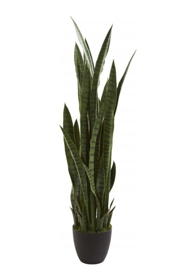 Çok Avantajlı Kılıç Çiçeği Paşa Kılıcı 40-60cm Peygamber Kılıcı Ev Bitkisi Ofis