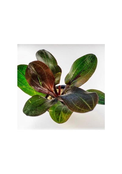 Echinodorus Hadi Red Pearl Saksı Canlı Bitki Diğer