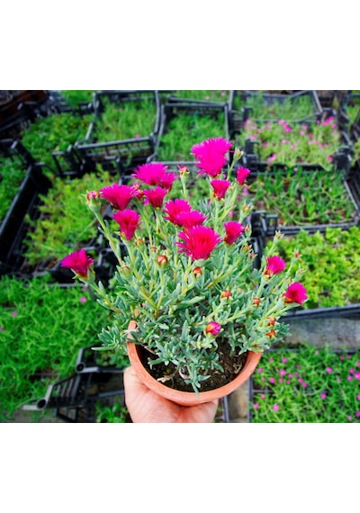 Thebestonline Carpobrotus Acinaciformis, Kaz Ayağı Izmir Güzeli