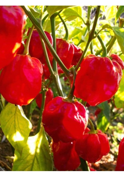 Red Savina Habanero Pepper 350.000 570.000 Scoville - Gerçek Taze Acı Biber