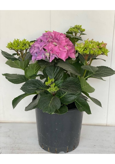 Pembe Renk Ortanca Çiçeği 1 Adet Saksılı/tüplü 20-30cm Çiçekli Bitki
