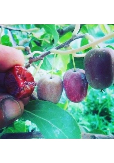 Beskivi Kırmızı Mini Kivi Sadowa Erkekli Dişili 2 Fidan